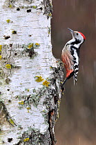 Middle spotted woodpecker (Dendrocopos medius) on a birch tree trunk during a winter snowfall, Lorraine, France, February.