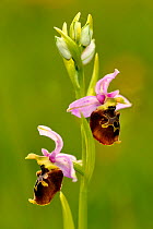 Late spider orchid (Ophrys fuciflora) in flower Montenach, Lorraine, France, June.