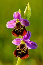 Late spider orchid (Ophrys fuciflora) in flower~Montenach, Lorraine, France, June.