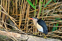 Little bittern (Ixobrychus minutus) perched on branch in reeds, Remerschen, Luxembourg, June.