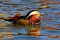 Mandarin duck (Aix galericulata) male on water Moselle, Lorraine, France, January.