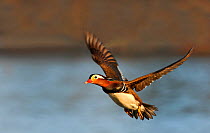 Mandarin duck (Aix galericulata) male flying over water, Moselle, Lorraine, France, January.