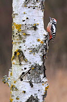 Middle spotted woodpecker (Dendrocopos medius) on a birch tree (Betula) trunk during a winter, Lorraine, France, February.
