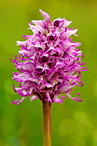 Monkey orchid (Orchis simia) in flower Arnaville, Lorraine, France, May,