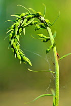 Muller's helleborine (Epipactis muelleri) with aphids, Lorraine, France, July.