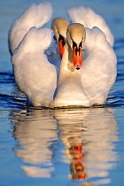 Mute swan (Cygnus olor) two adults on water in courtship display, Lorraine, France, January.