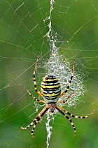Orb web spider (Argiope bruennichi) on web Lorraine, France, November.