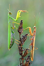 Praying mantis (Mantis religiosa) pair on plant facing each other, Lorraine, France, September.