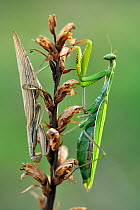 Praying mantis (Mantis religiosa) pair on plant, Lorraine, France, September.