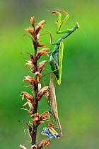 Praying mantis (Mantis religiosa) pair on plant eating prey, Lorraine, France, September.