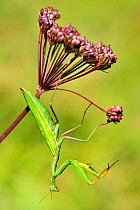 Praying mantis (Mantis religiosa) female, clinging up side down to flower head, Lorraine, France, October.