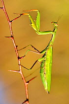 Praying mantis (Mantis religiosa) female, on branch, Lorraine, France, October.