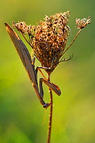 Praying mantis (Mantis religiosa) up side down on flower, Lorraine, France, September.