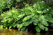 Royal fern (Osmunda regalis) on river between Leon pond and Atlantic Ocean, Courant D'Huchet, Landes, France, August.