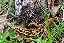 Sand lizard (Lacerta agilis) female next to a log in amongst vegetation, Arnaville Lorraine, France, May.