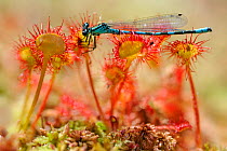 Common sundew (Drosera rotundifolia) with captured damselfly, Vosges Mountains, France, July.