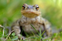 Common toad (Bufo bufo) portrait, Lorraine, France, March.