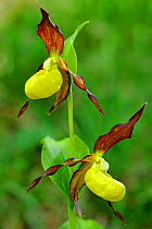 Yellow lady's slipper orchid (Cypripedium calceolus) double flower, Haute-Marne, France, May.