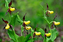 Yellow lady's slipper orchid (Cypripedium calceolus) flowers, Haute-Marne, France, May.