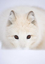 Arctic Fox (Vulpes lagopus) portrait in winter coat. Norway, Captive, March.