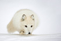 Arctic Fox (Vulpes lagopus) in winter coat. Norway, Captive, March.