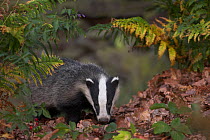 Badger (Meles meles) in autumn woodland. Leicestershire, UK, July.