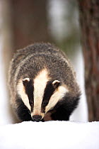 Badger (Meles meles) on snow. Captive. Norway, March.