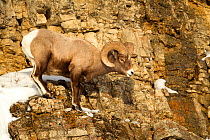 Bighorn Sheep (Ovis canadensis) on rocky slope. Yellowstone, USA, February.