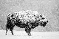 Bison (Bison bison) in snowstorm. Yellowstone National Park, USA, February.