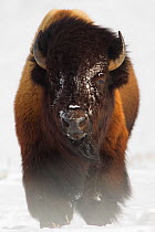 Bison (Bison bison) in snow. Yellowstone National Park, USA, February.