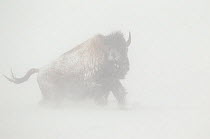 Bison (Bison bison) seen through blizzard snow. Yellowstone National Park, USA, February.