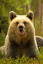 Brown Bear (Ursus arctos) portrait. Finland, Europe, June.