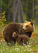 Brown Bear (Ursus arctos) and cub. Finland, Europe, June.
