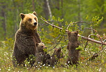 Brown Bear (Ursus arctos) and cubs in wooded meadow. Finland, Europe, June.