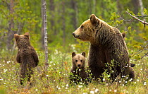 Brown Bear (Ursus arctos) and cubs. Finland, Europe, June.