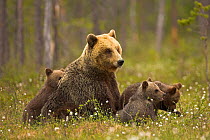 Brown Bear (Ursus arctos) and cubs in meadow. Finland, Europe, June.