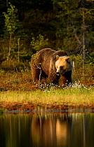 Brown Bear (Ursus arctos) at water side. Finland, Europe, June.