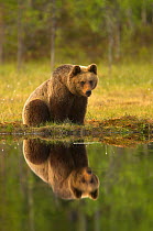 Brown Bear (Ursus arctos) by water, reflected. Finland, Europe, June.