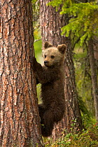 Brown Bear Cub (Ursus arctos) climbing tree. Finland, Europe, June.