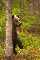Brown Bear Cub (Ursus arctos) standing behind tree. Finland, Europe, June.