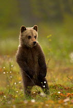 Brown Bear Cub (Ursus arctos) standing on hind legs. Finland, Europe, June.