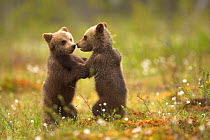 Brown Bear Cubs (Ursus arctos) play fighting. Finland, Europe, June.