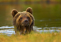 Brown Bear (Ursus arctos) portrait in water with wet fur. Finland, Europe, June.
