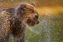 Brown Bear (Ursus arctos) shaking water from fur. Finland, Europe, June.