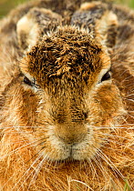 Brown Hare (Lepus europaeus) portrait with eyes closed. Derbyshire, UK, March.