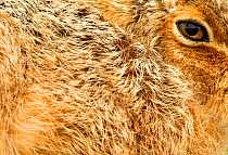 Brown Hare (Lepus europaeus) close-up of fur and eye. Derbyshire, UK, March.