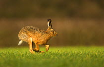 Brown Hare (Lepus europaeus) running across grass. Derbyshire, UK, March.