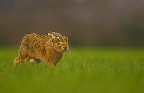 Brown Hare (Lepus europaeus) walking with ears folded back. Derbyshire, UK, March.