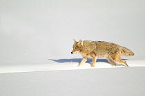 Coyote (Canis latrans) walking along a bison track in snow. Yellowstone, USA, February.