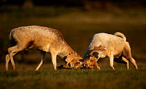 Fallow Deer Stags (Pantocrinum) fighting. Bradgate Park, Leicestershire, UK, November.